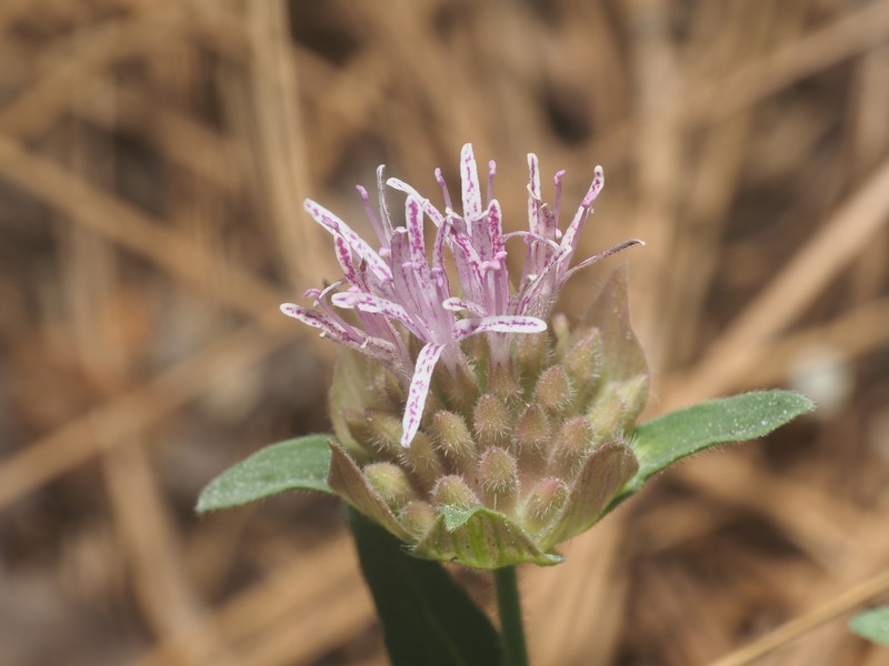Monardella australis subsp. australis