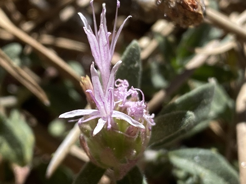 Monardella australis subsp. australis photo 2