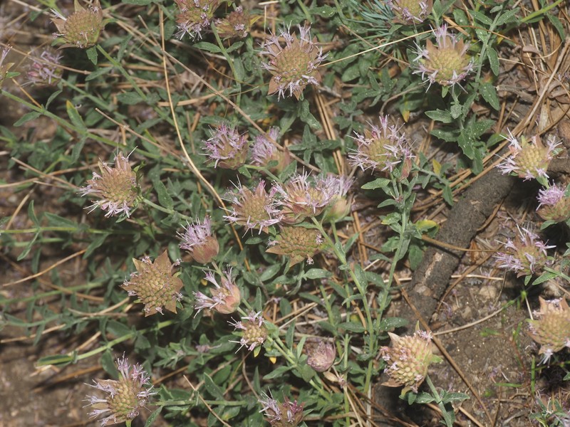 Monardella australis subsp. australis photo 3