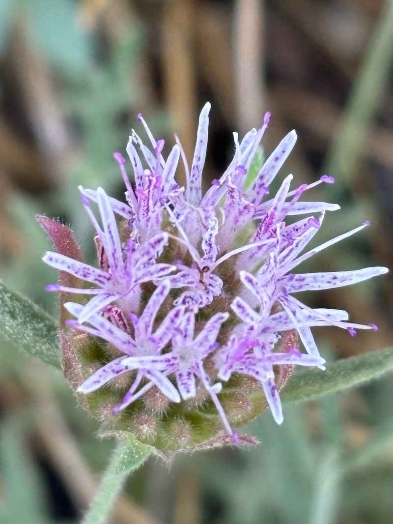 Monardella australis subsp. australis photo 5