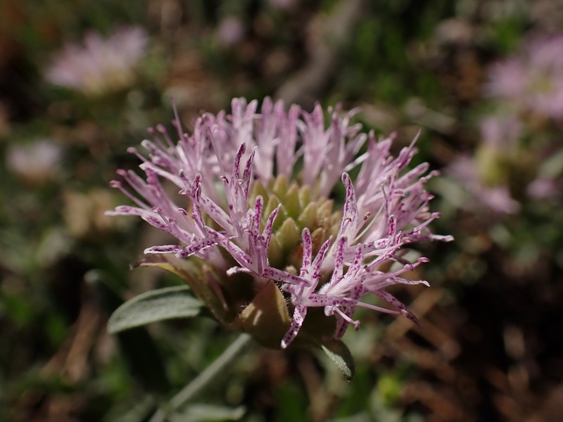 Monardella australis subsp. australis photo 6
