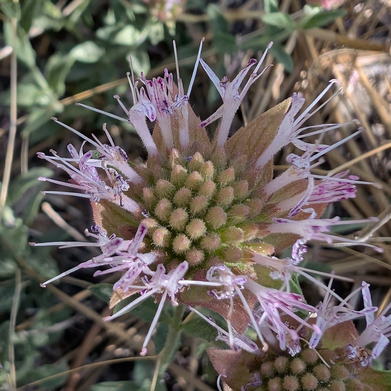 Monardella australis subsp. australis photo 7