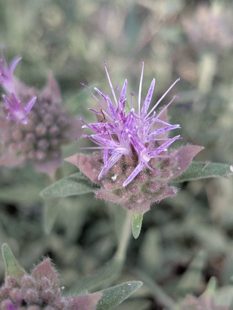 Monardella australis subsp. australis photo 8