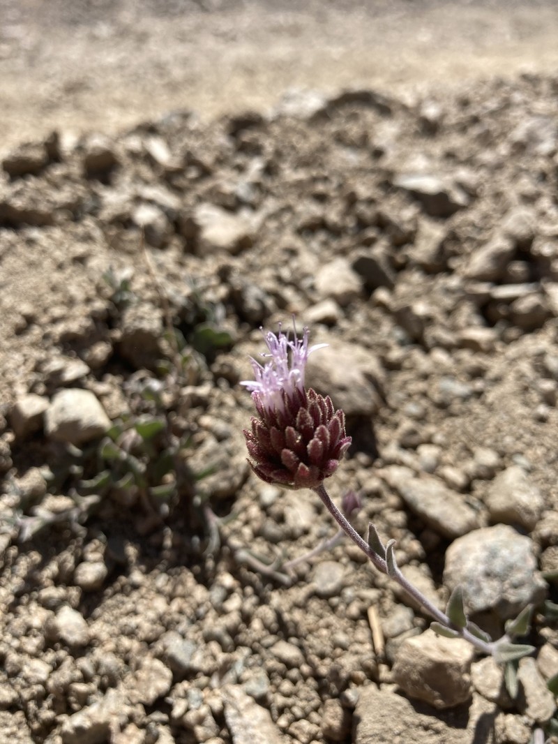 Gray Monardella photo 2