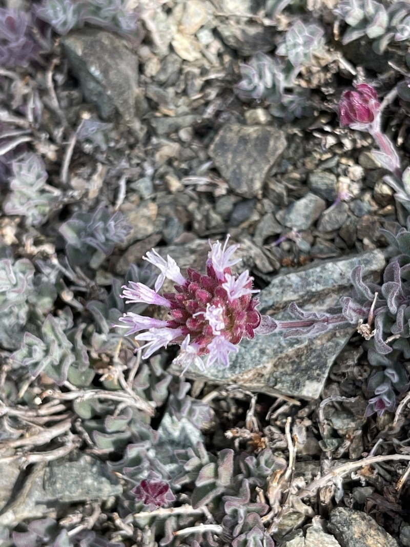 Gray Monardella photo 4