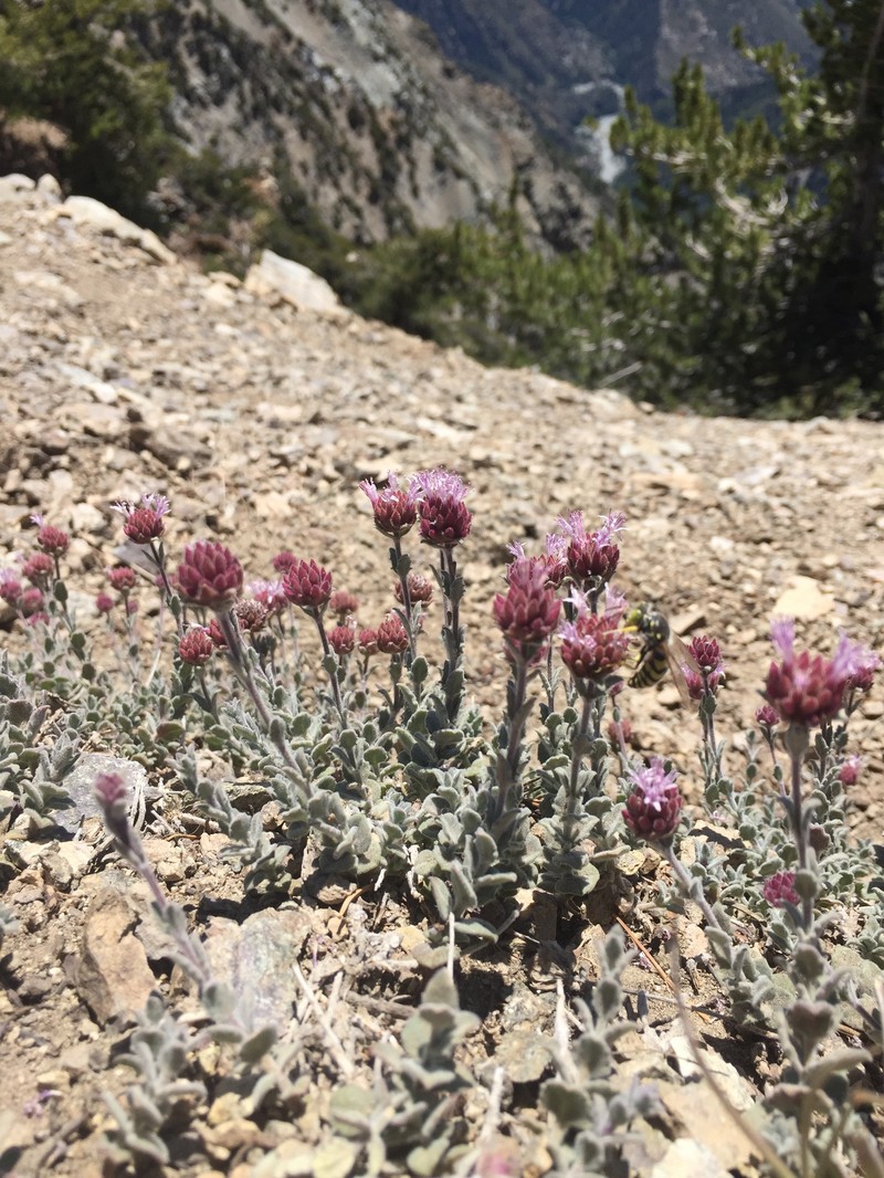 Gray Monardella photo 7