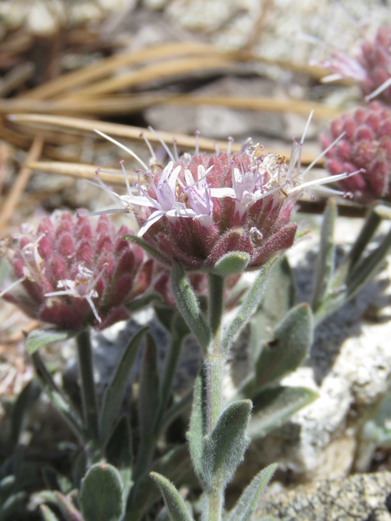 Gray Monardella photo 8
