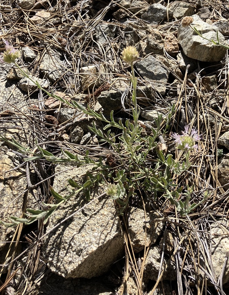 Monardella australis subsp. gabrielensis