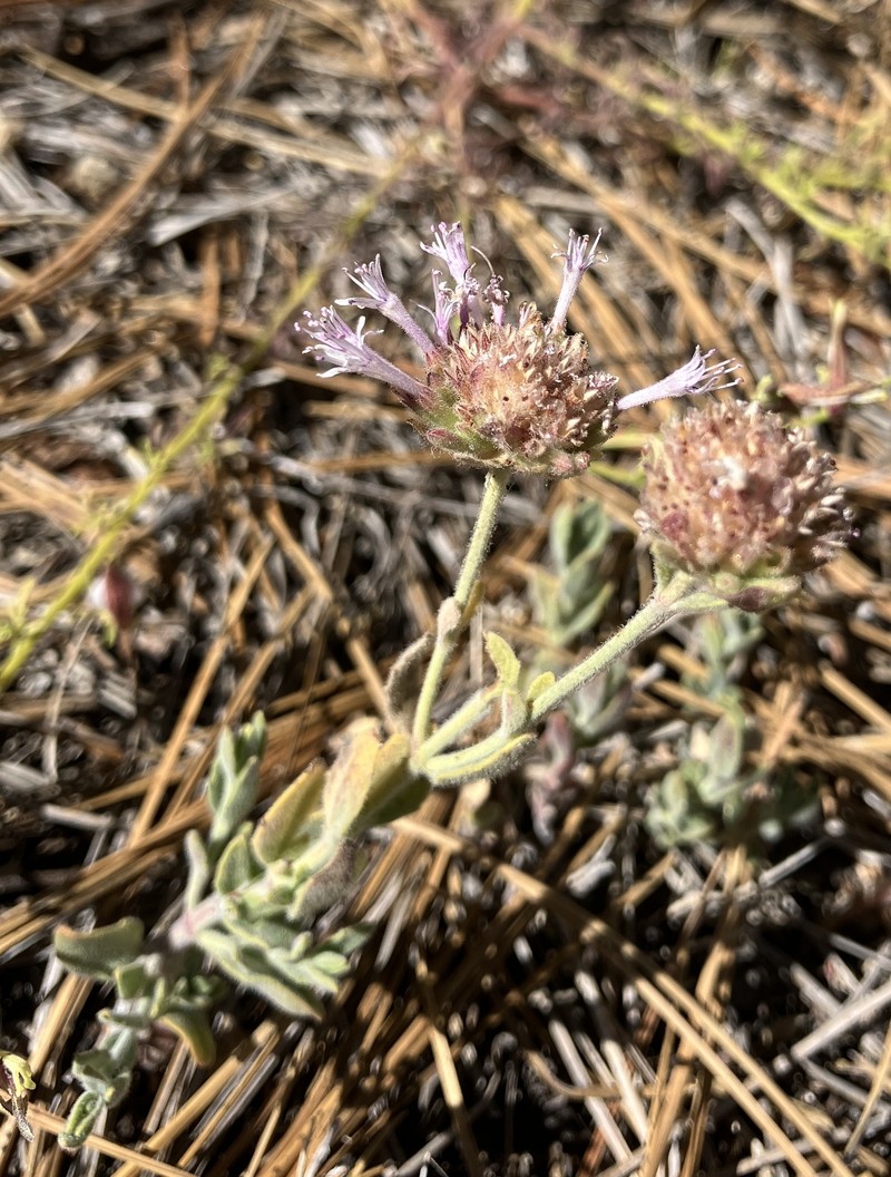 Monardella australis subsp. gabrielensis photo 2