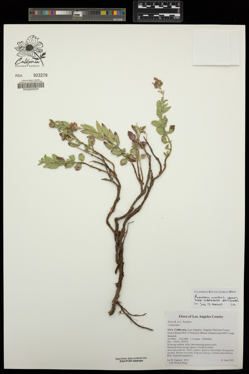 Monardella australis subsp. gabrielensis photo 3