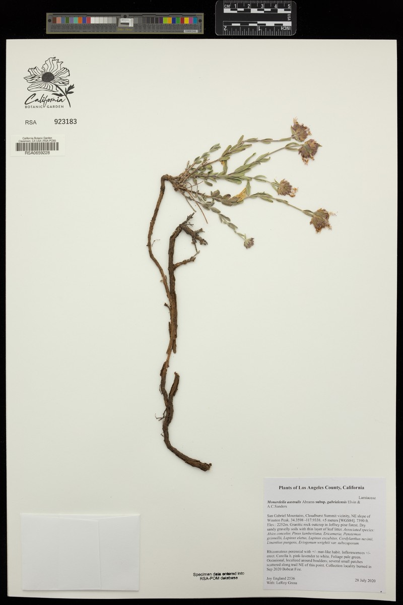 Monardella australis subsp. gabrielensis photo 4