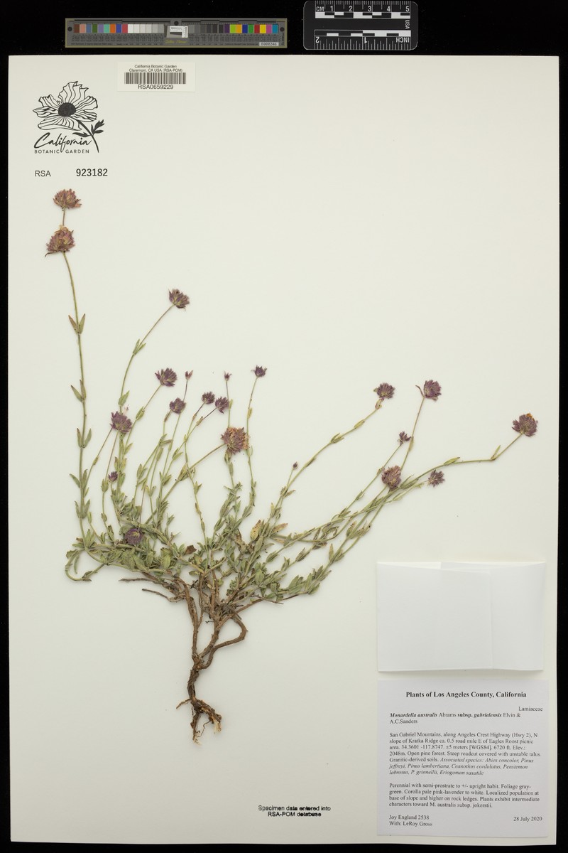 Monardella australis subsp. gabrielensis photo 5