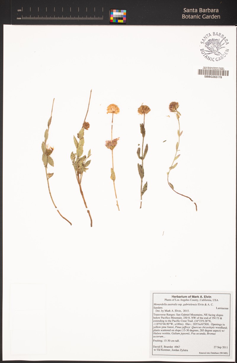 Monardella australis subsp. gabrielensis photo 6