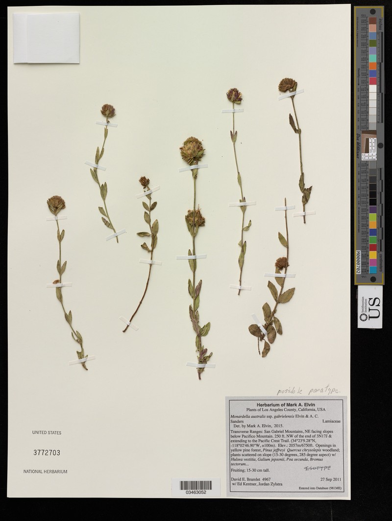 Monardella australis subsp. gabrielensis photo 7