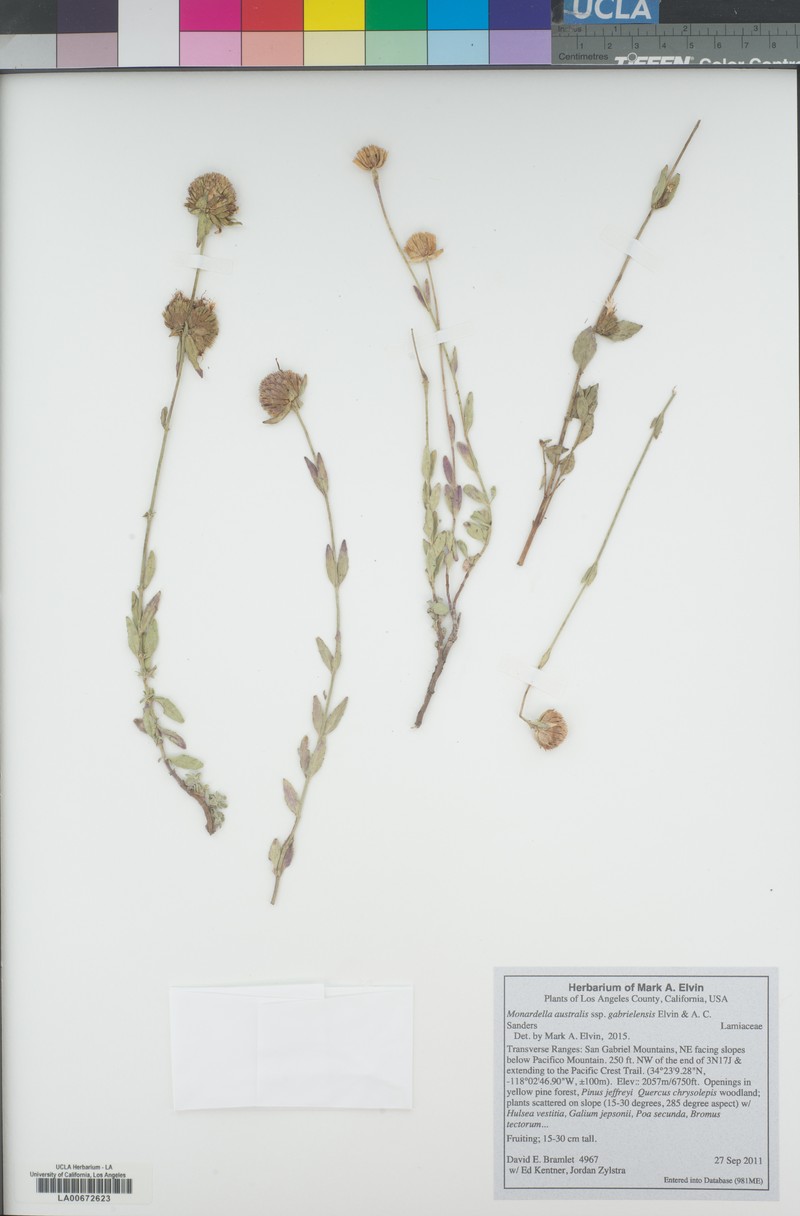 Monardella australis subsp. gabrielensis photo 8