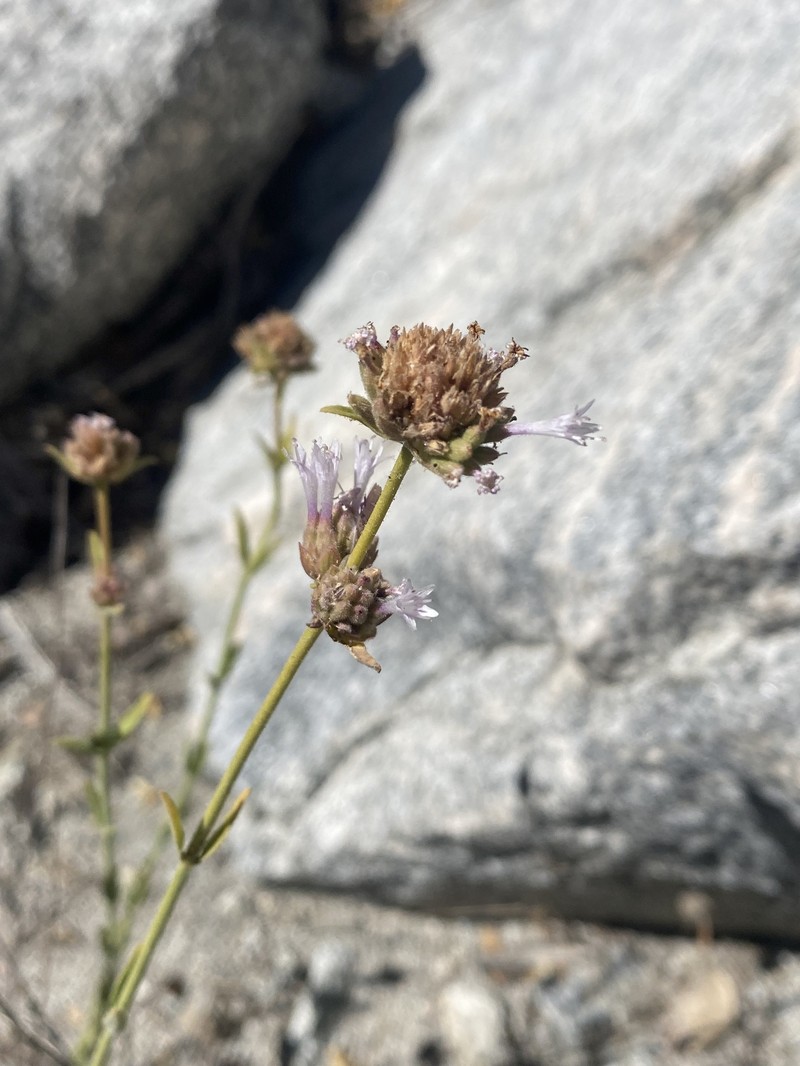 Monardella australis subsp. jokerstii