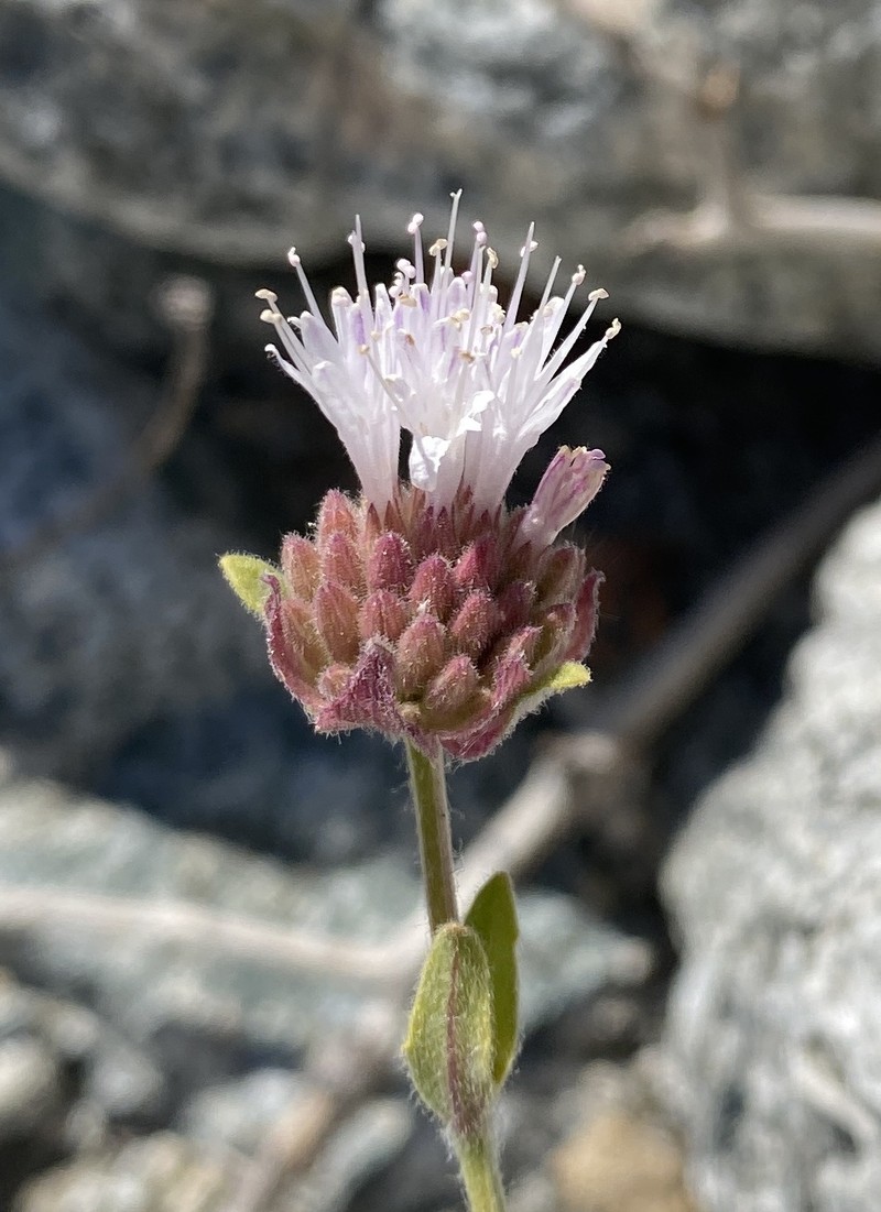 Monardella australis subsp. jokerstii photo 2