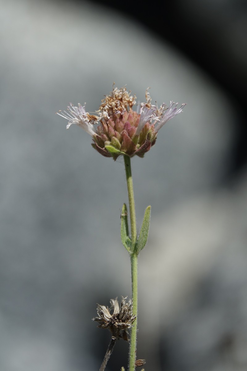 Monardella australis subsp. jokerstii photo 3