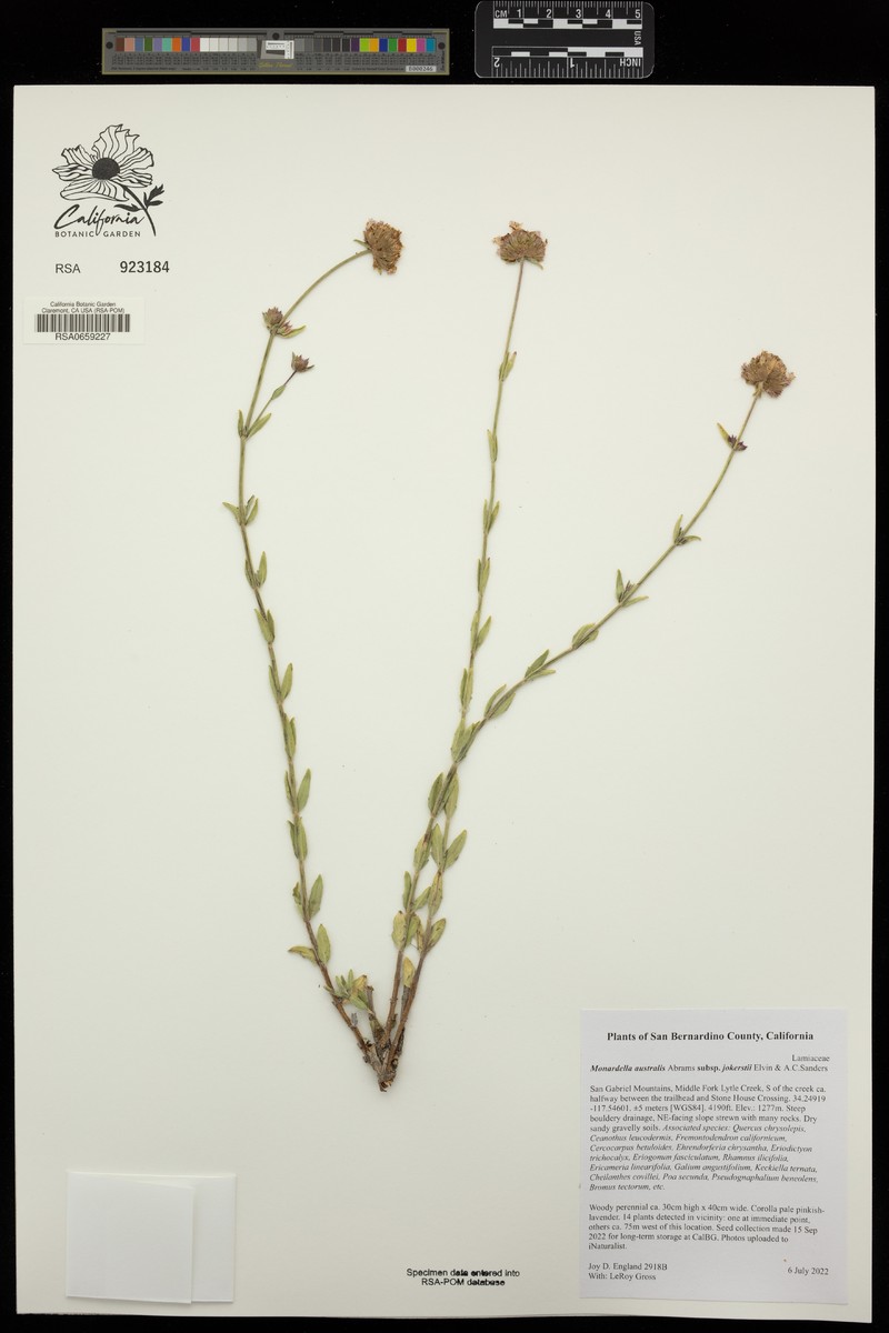 Monardella australis subsp. jokerstii photo 4