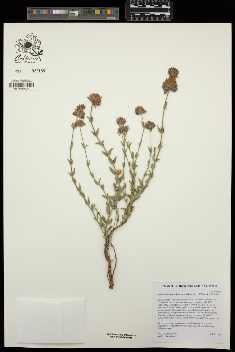 Monardella australis subsp. jokerstii photo 5