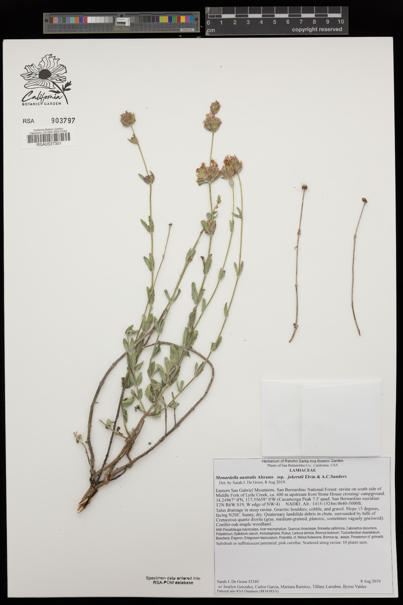 Monardella australis subsp. jokerstii photo 6