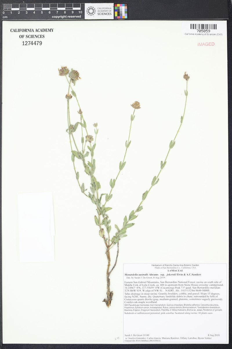 Monardella australis subsp. jokerstii photo 7