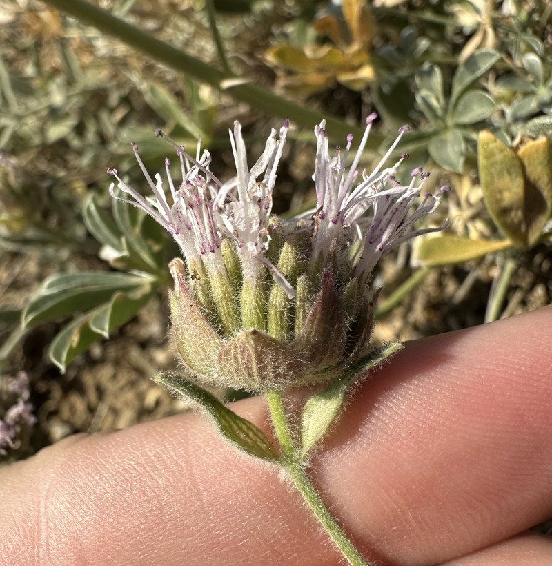 Monardella australis subsp. occidentalis