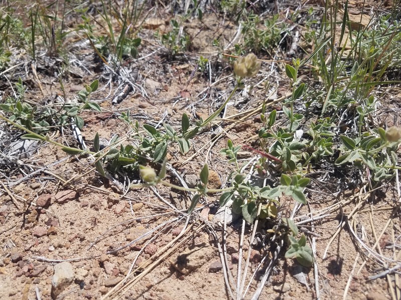 Monardella australis subsp. occidentalis photo 2