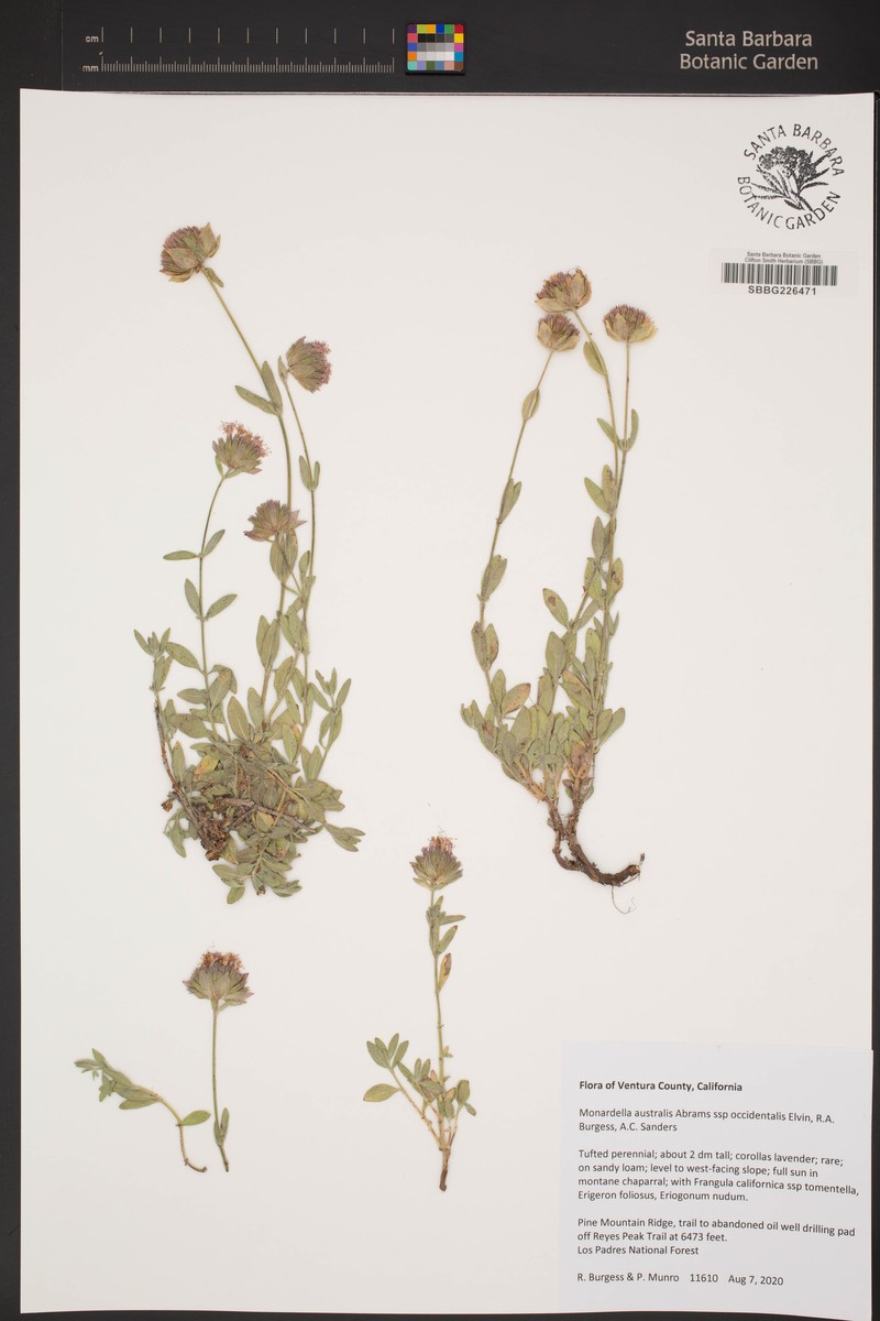 Monardella australis subsp. occidentalis photo 3