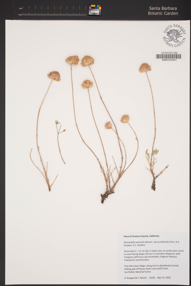 Monardella australis subsp. occidentalis photo 4