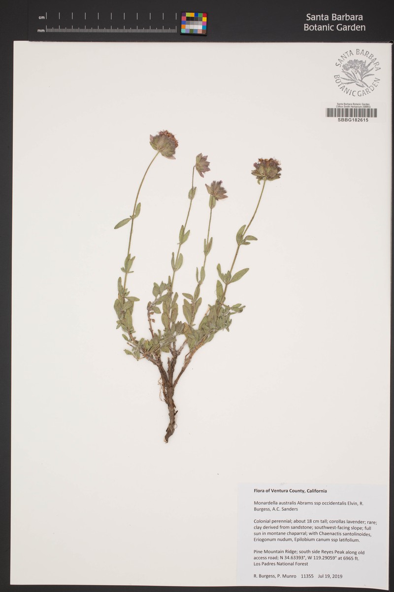Monardella australis subsp. occidentalis photo 5