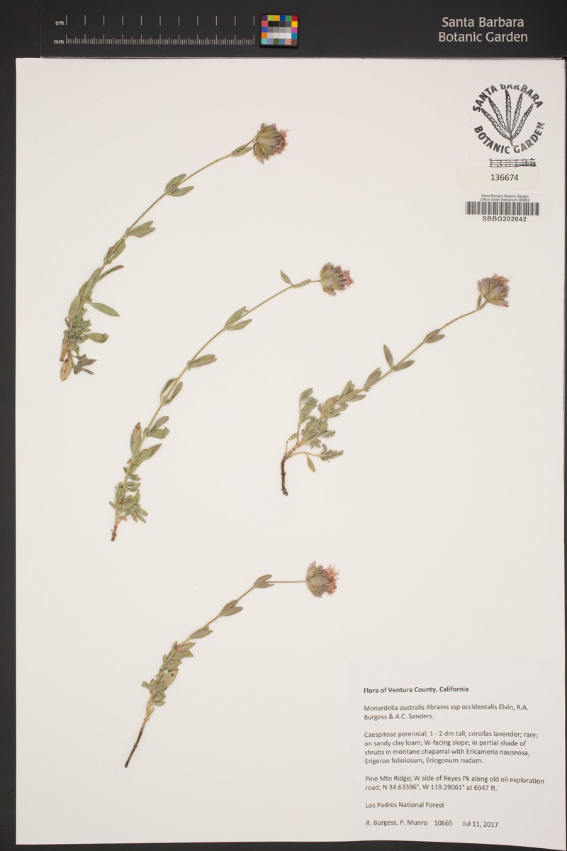 Monardella australis subsp. occidentalis photo 6