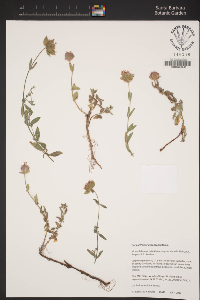 Monardella australis subsp. occidentalis photo 7