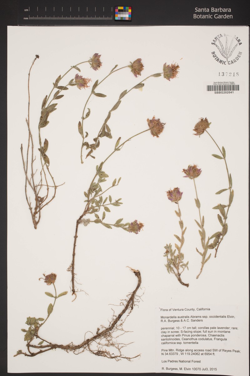Monardella australis subsp. occidentalis photo 8