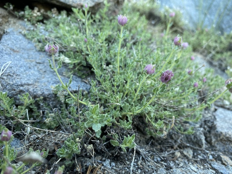 Sweet-Smelling Monardella photo 2