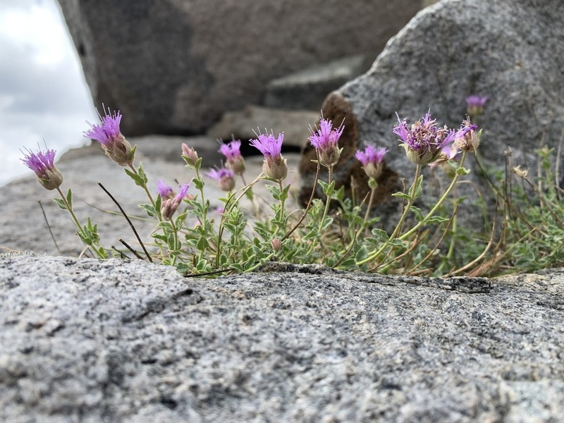 Sweet-Smelling Monardella photo 4