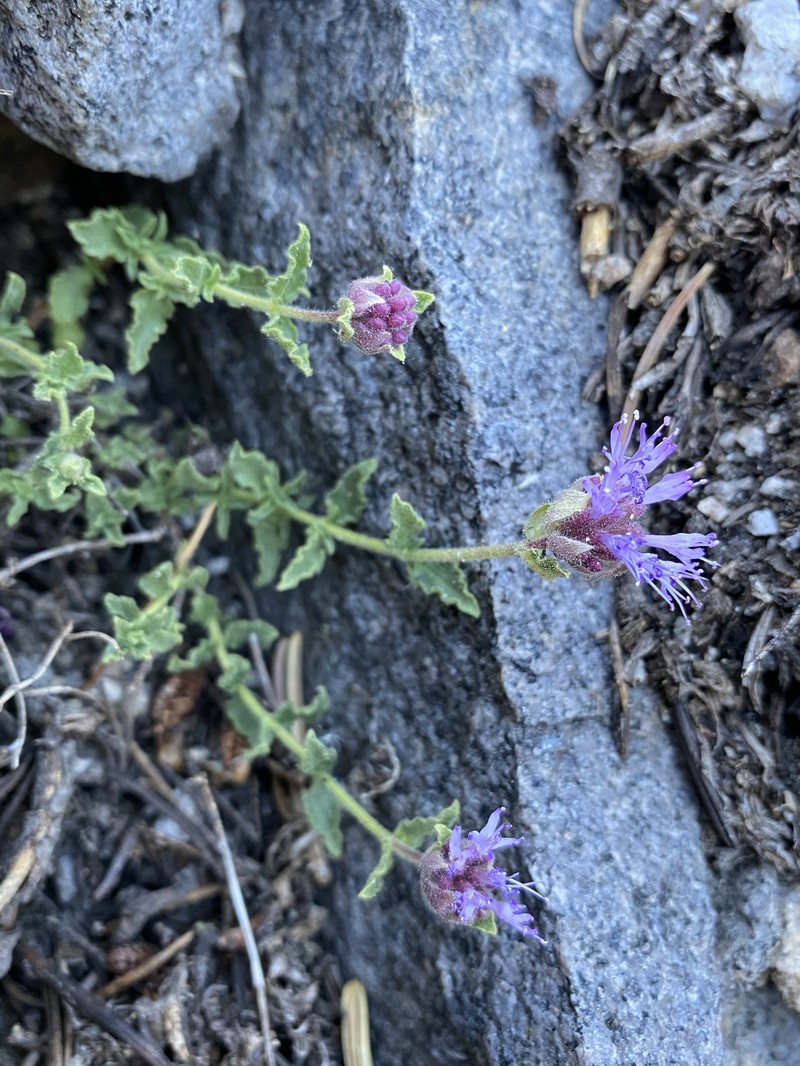 Sweet-Smelling Monardella photo 5