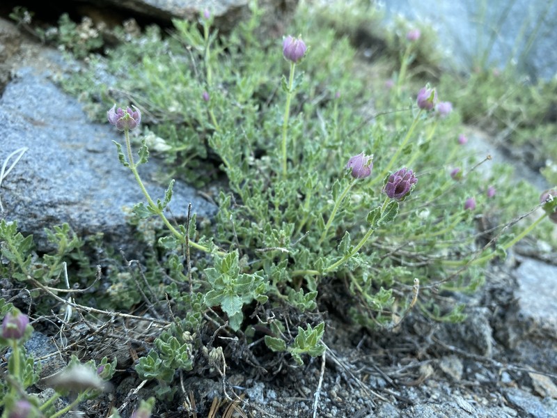 Sweet-Smelling Monardella photo 6