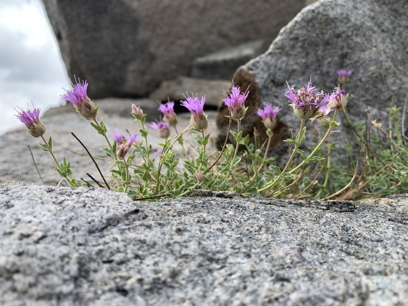 Sweet-Smelling Monardella photo 7