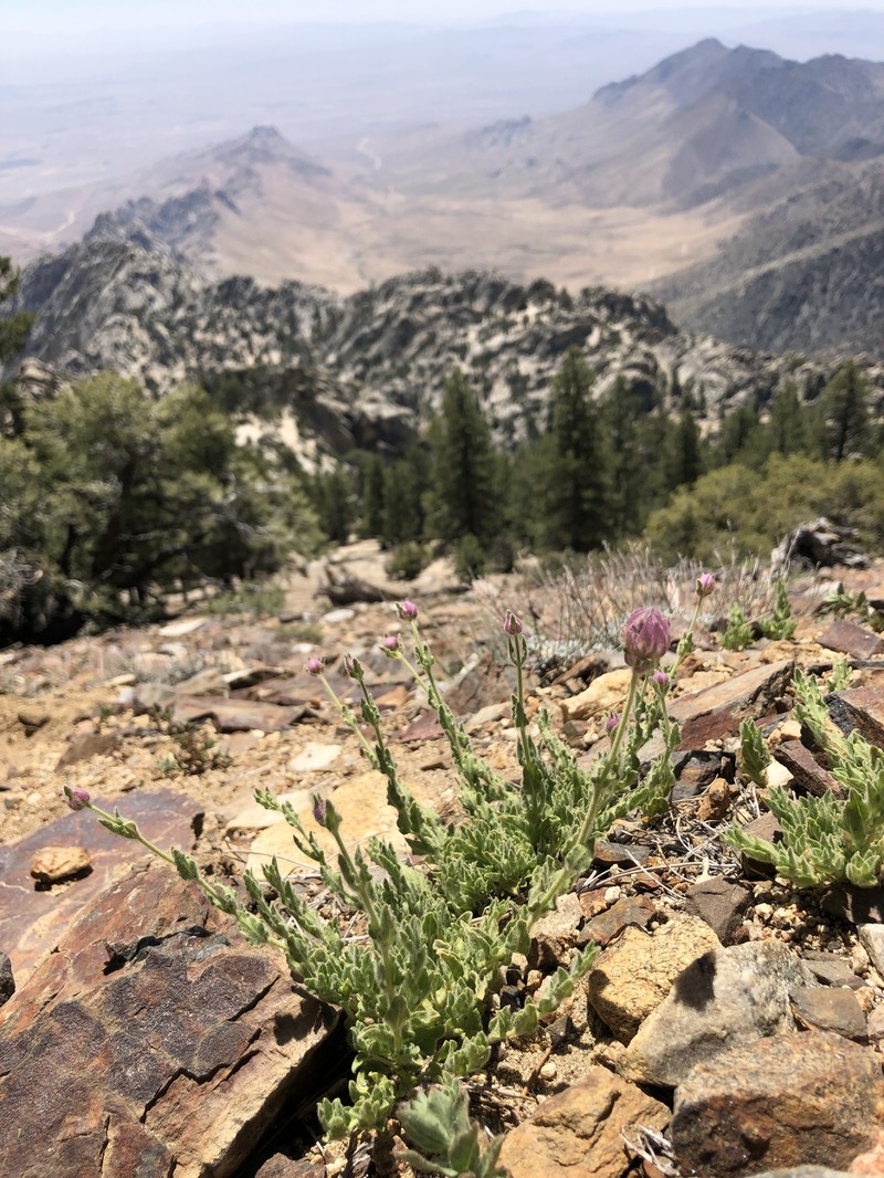 Sweet-Smelling Monardella photo 8