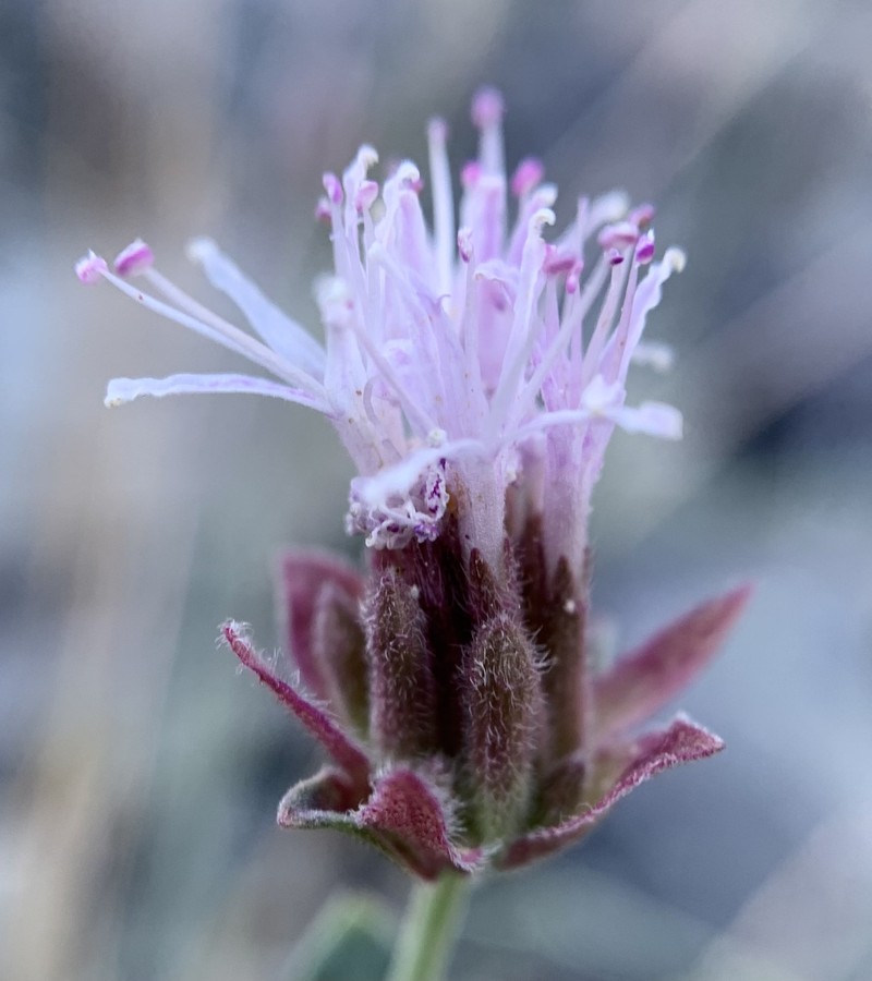 Monardella boydii photo 2
