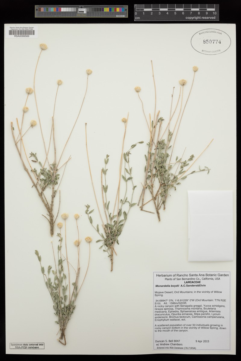 Monardella boydii photo 3