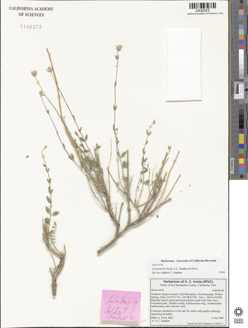 Monardella boydii photo 4