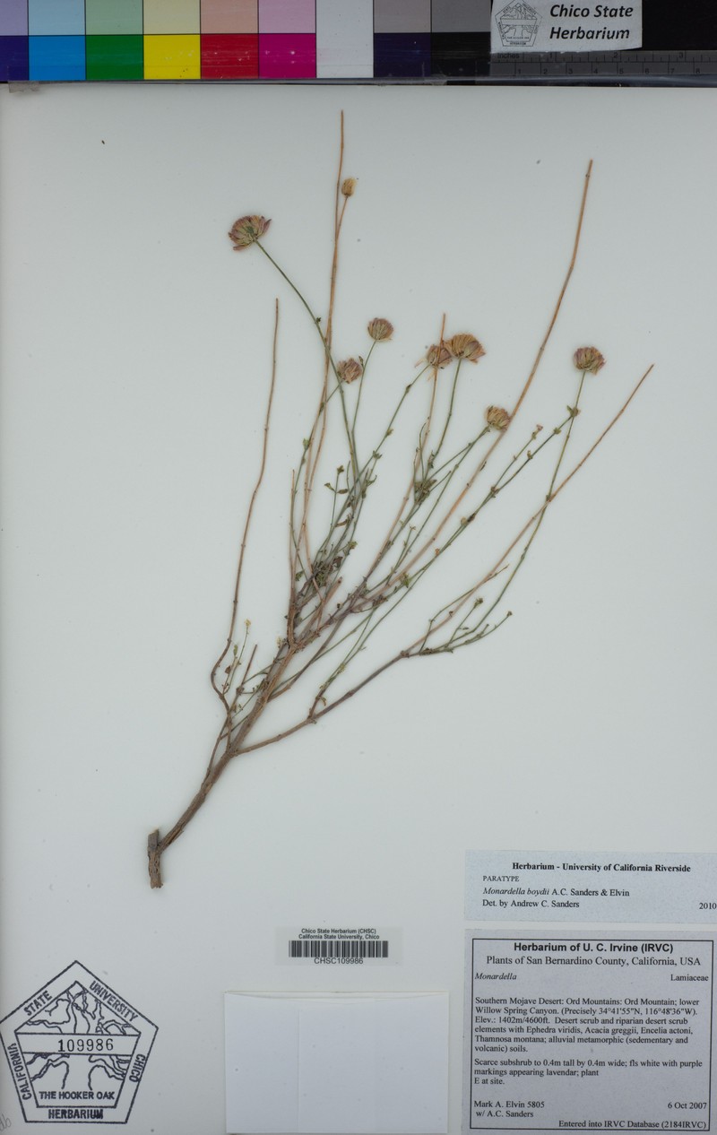 Monardella boydii photo 5