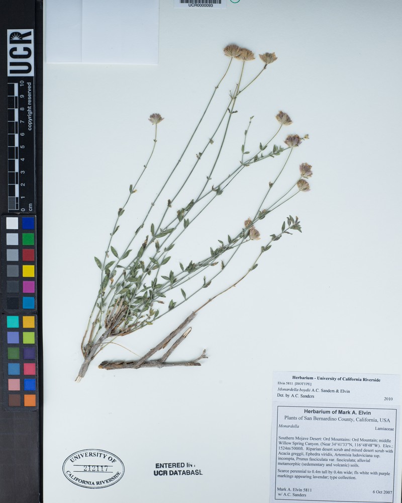 Monardella boydii photo 6