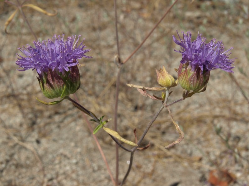 Brewer's Monardella