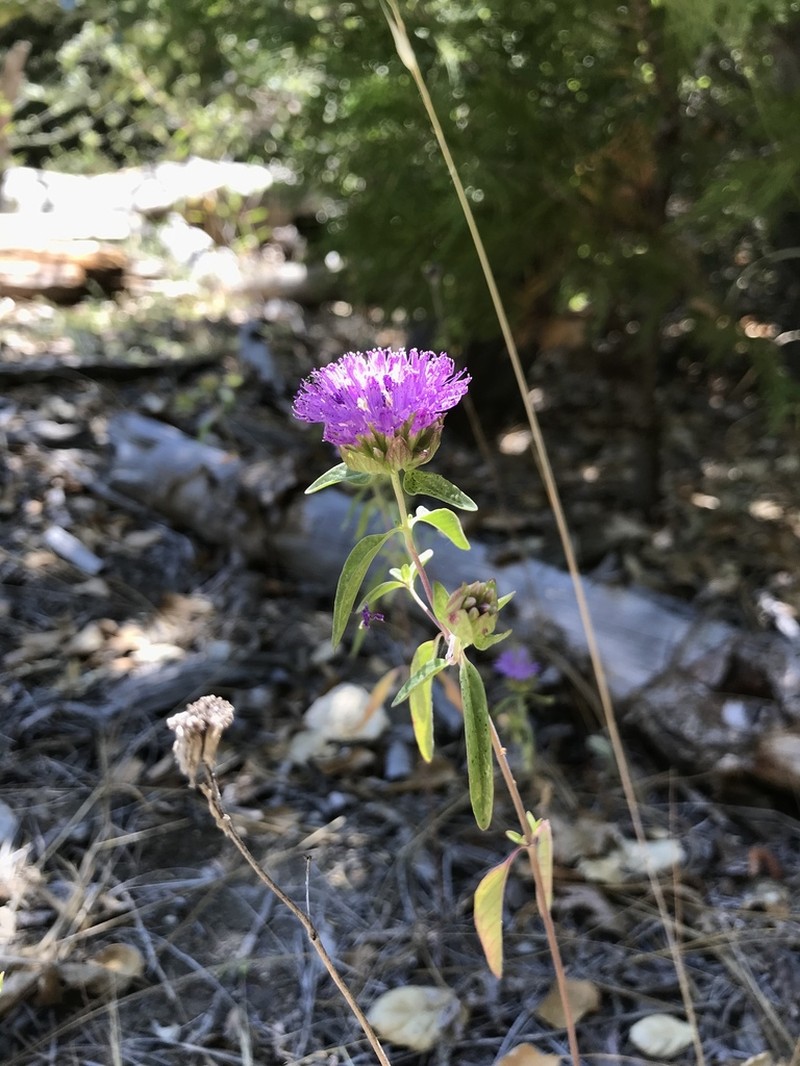 Brewer's Monardella photo 2
