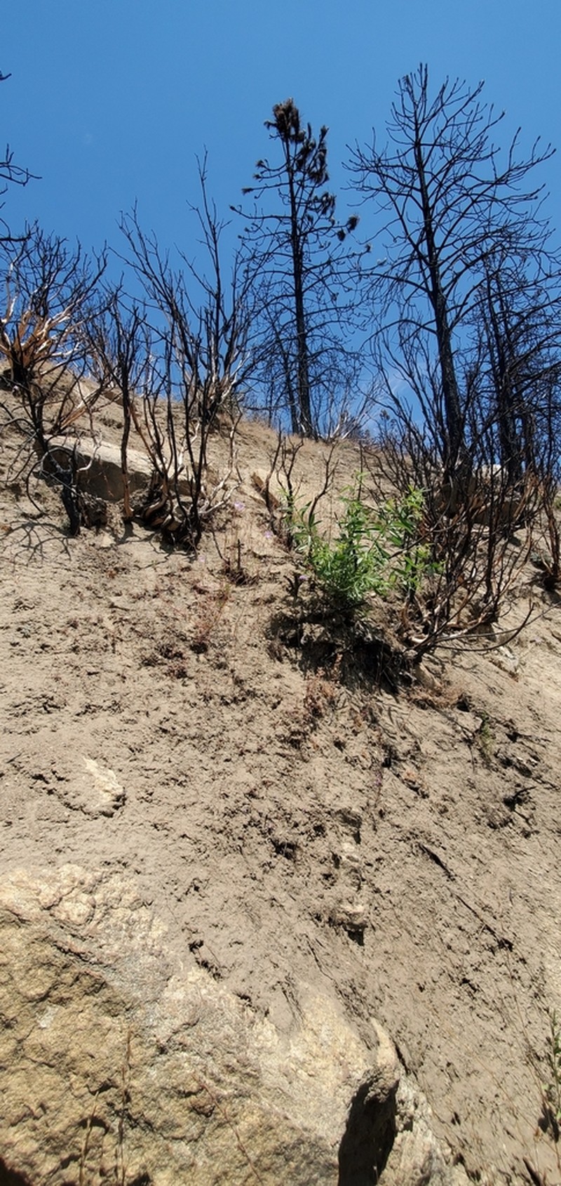 Brewer's Monardella photo 3