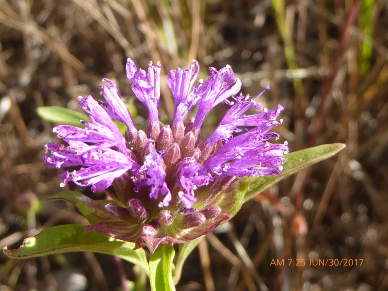 Brewer's Monardella photo 4