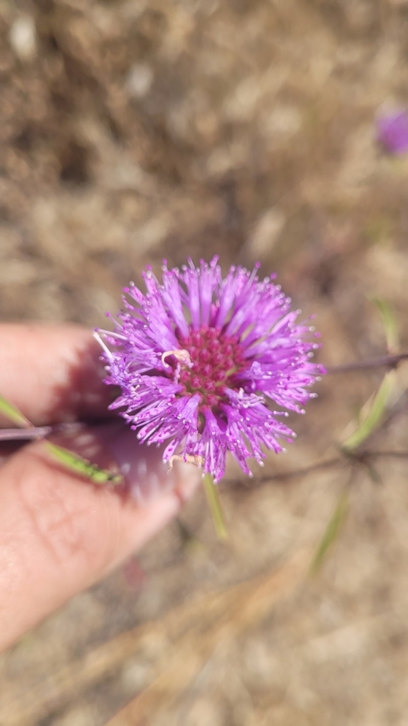 Brewer's Monardella photo 7